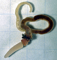 Hemichordates