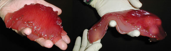 Comparison between control slug and anaesthetized slug