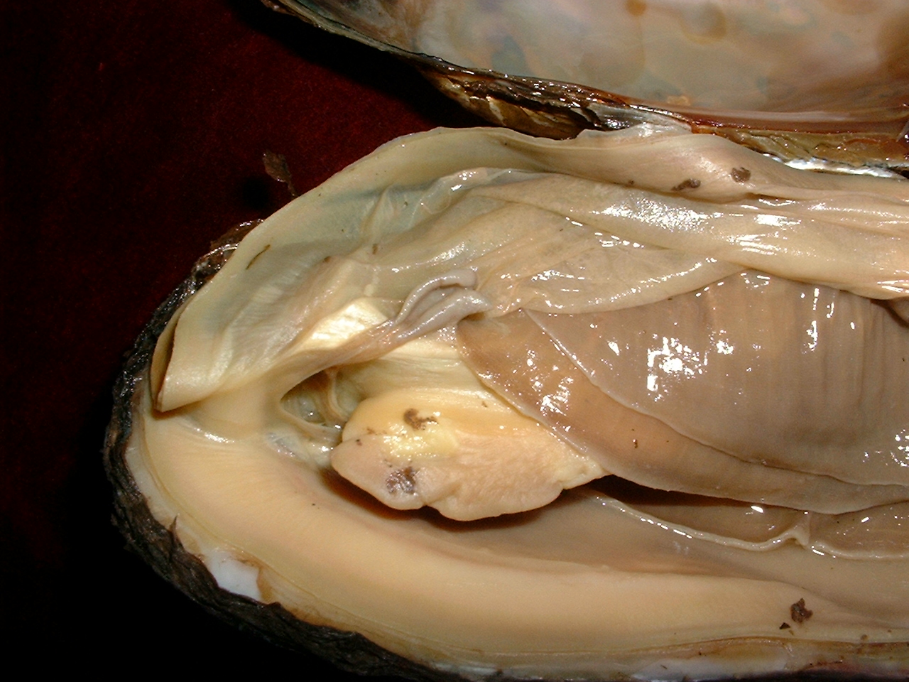 CLAM IMAGES: Biology 201