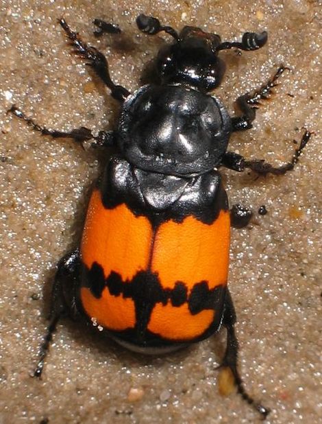 Photo courtesy of http://commons.wikimedia.org/wiki/Image:Nicrophorus_vespilloides5.jpg