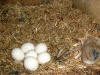 Six eggs and a headless Deer Mouse
