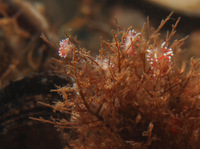 Flabellina gracilis