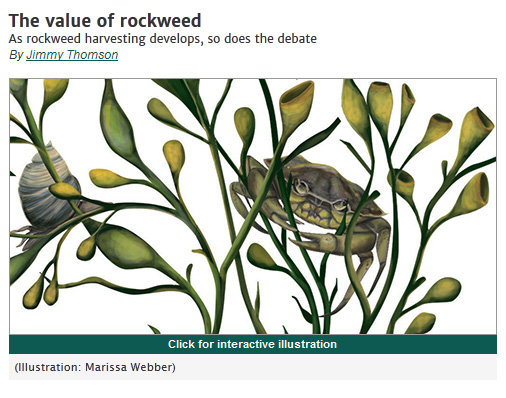 Rockweed Article
