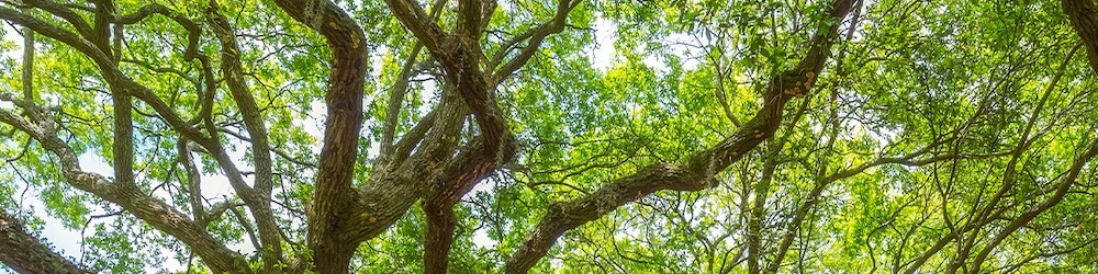 Photo of a branching tree